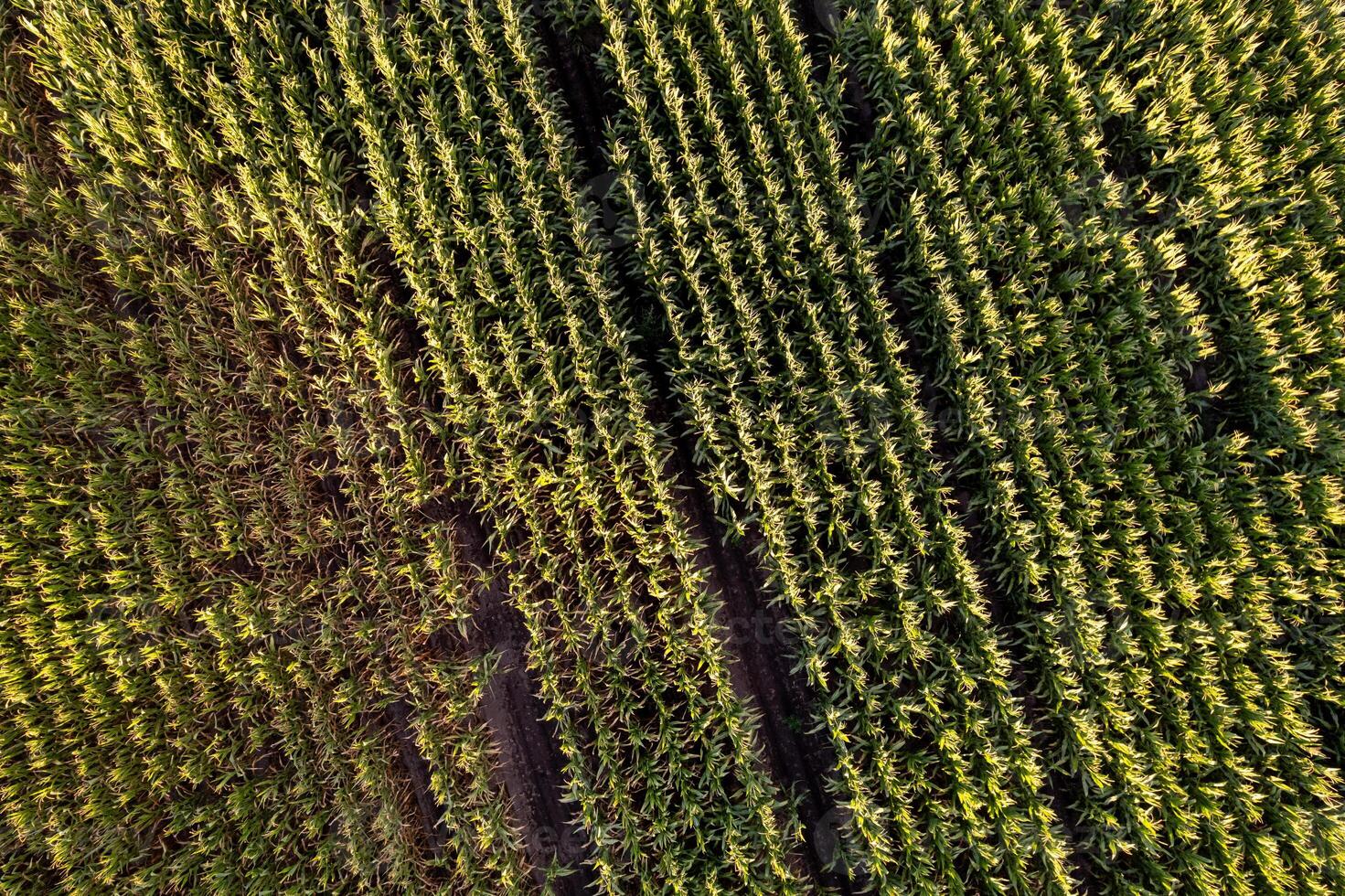 Drone view of a lush corn field with rows creating a pattern food production concept photo