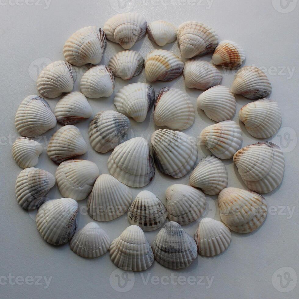 Square Stock Photo Of Round Pattern Of Same Seashells Laid Out On White