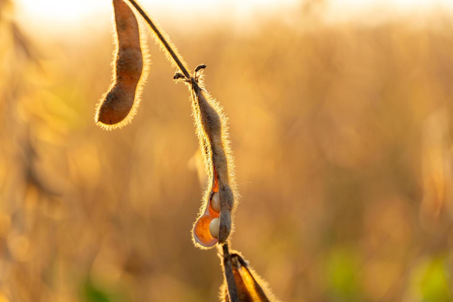 Delicate soybeans hang from a fuzzy stem, illuminated by soft sunlight, highlighting their intricate textures and shapes in a field photo