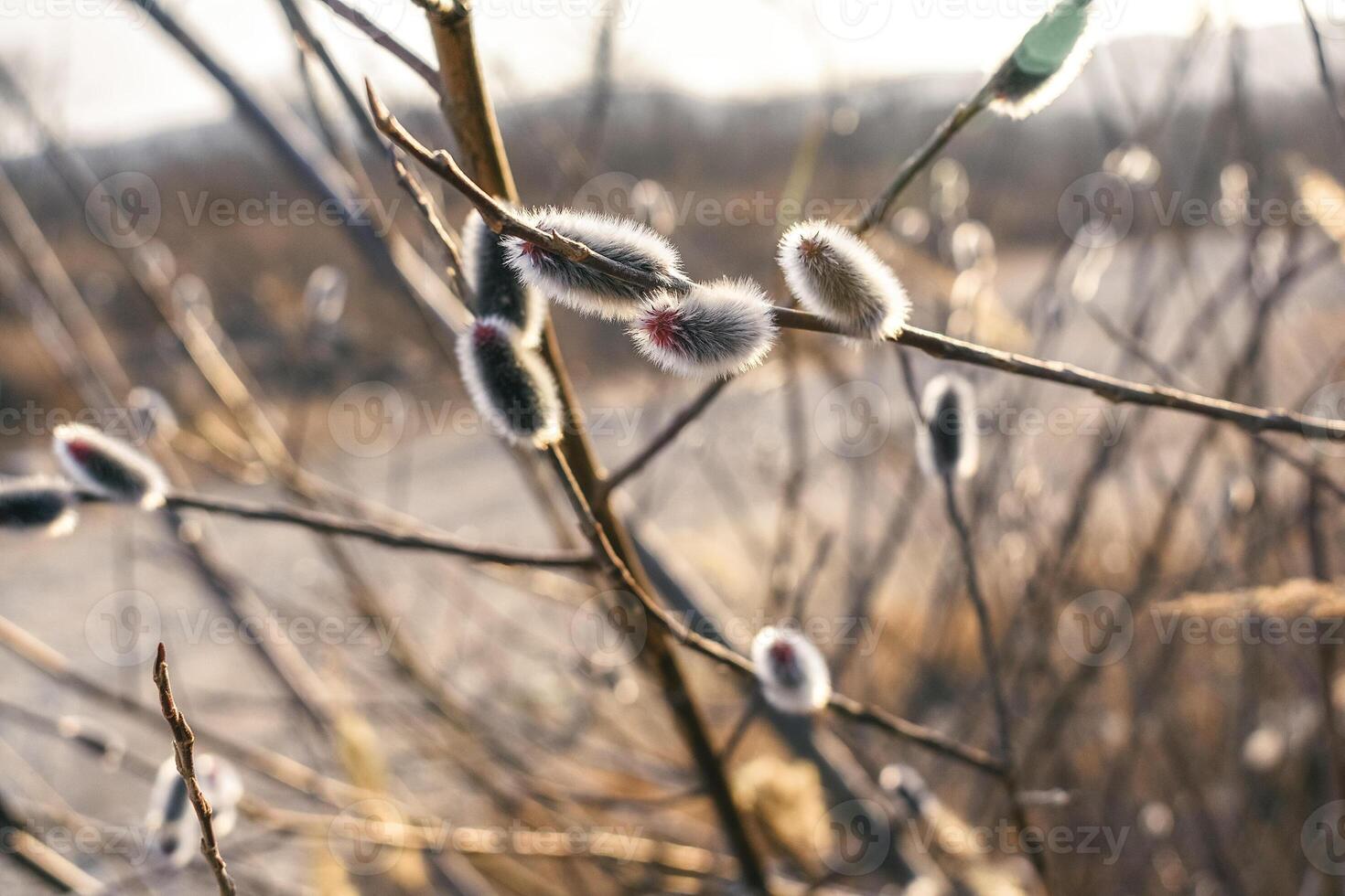 Spring twig of the rein with kidneys. Verba in delicate colors. Awakening of nature in the spring.. photo
