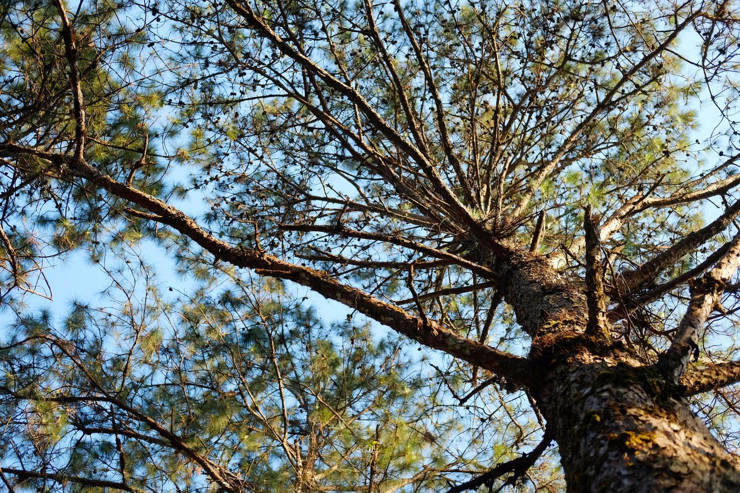 View from below on the trunk of a branching pine tree under sunlight and blue sky in forest photo