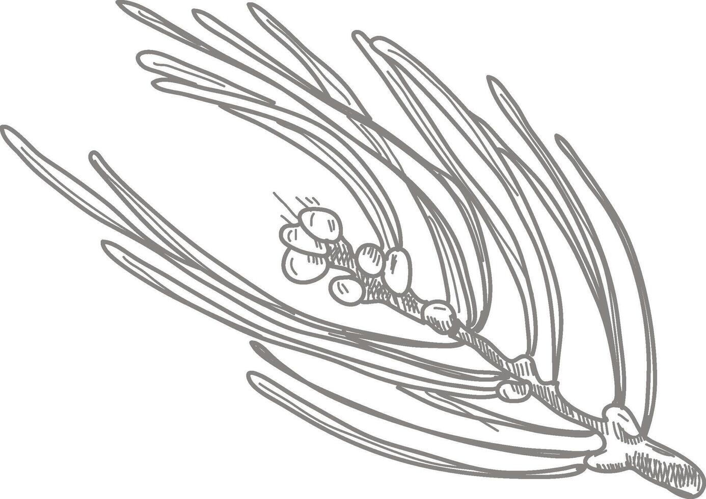 Sketch Coniferous Branch vector
