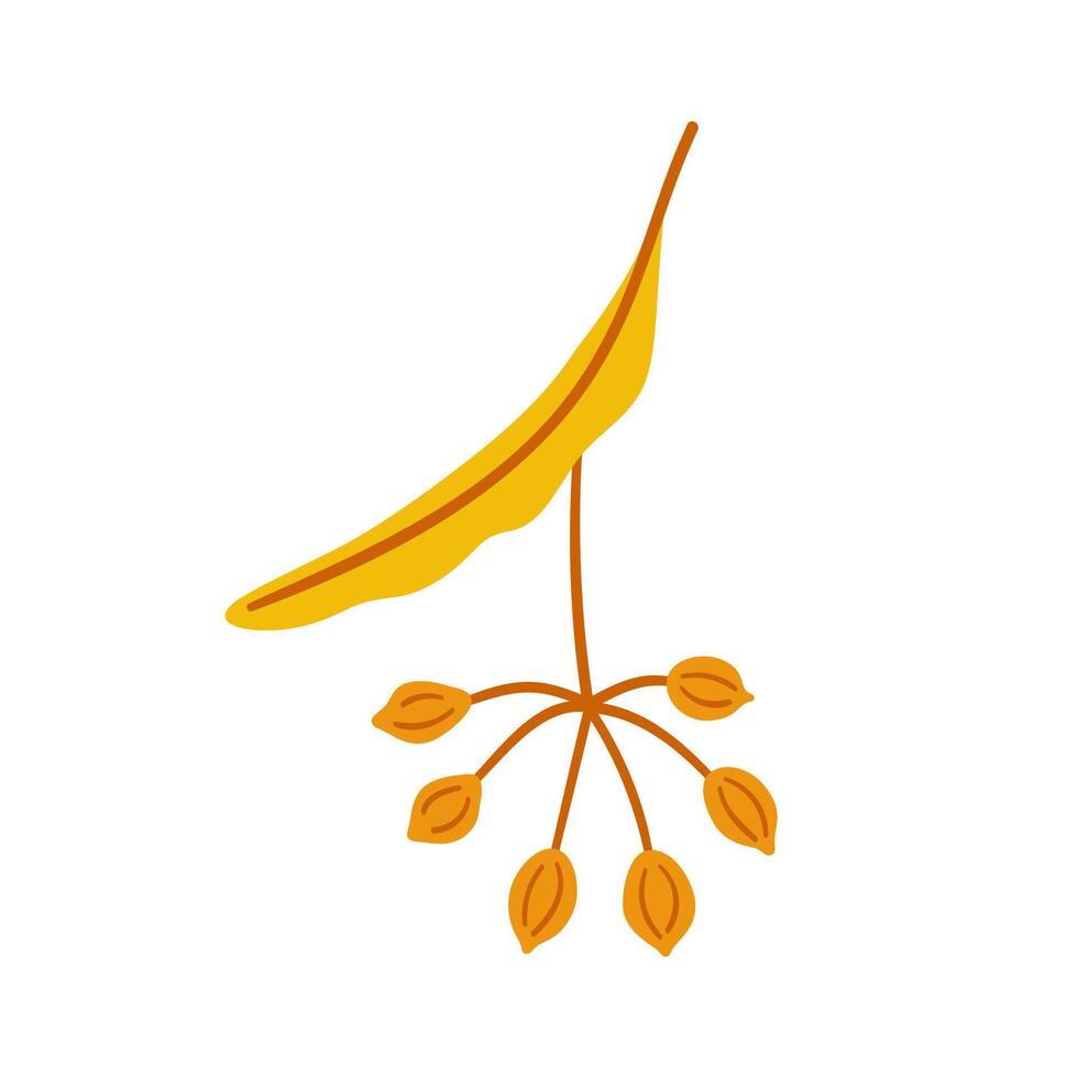 Seeds of linden tree, simple hand drawn element on a white background for stickers, web design, and postcards vector