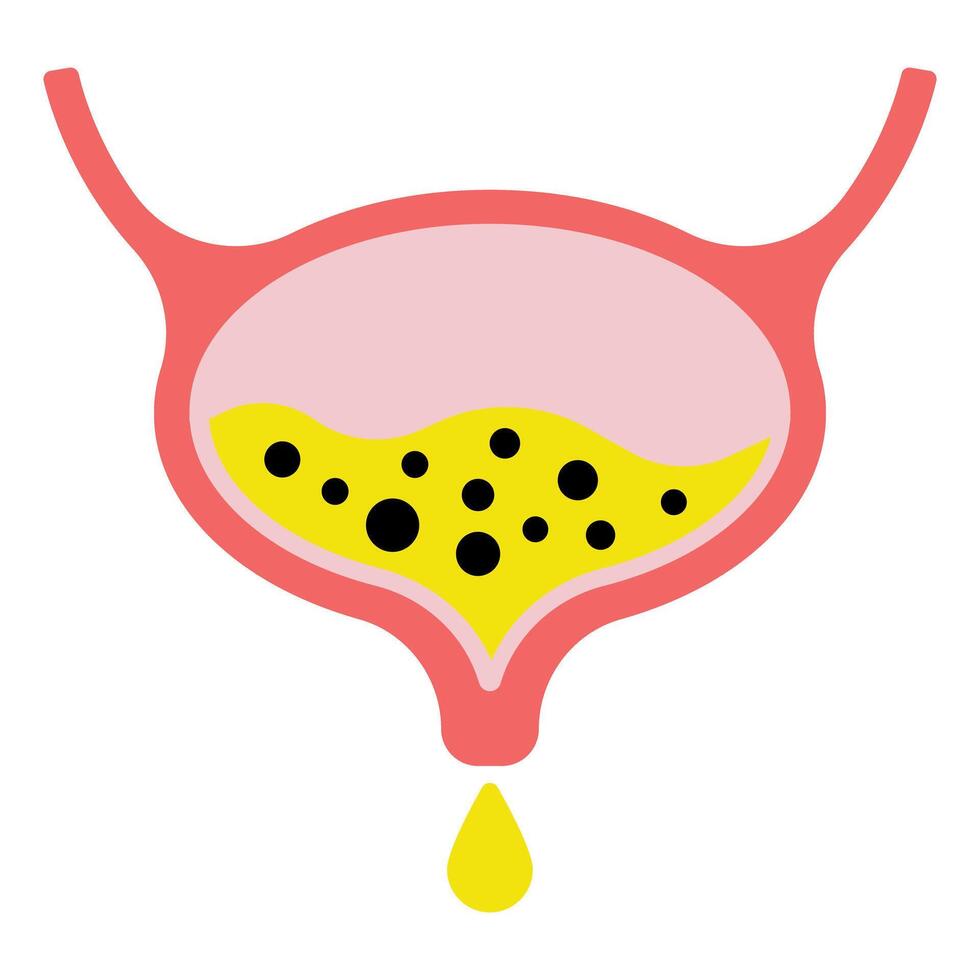 Bladder icon. sign for mobile concept and web design. illustration vector