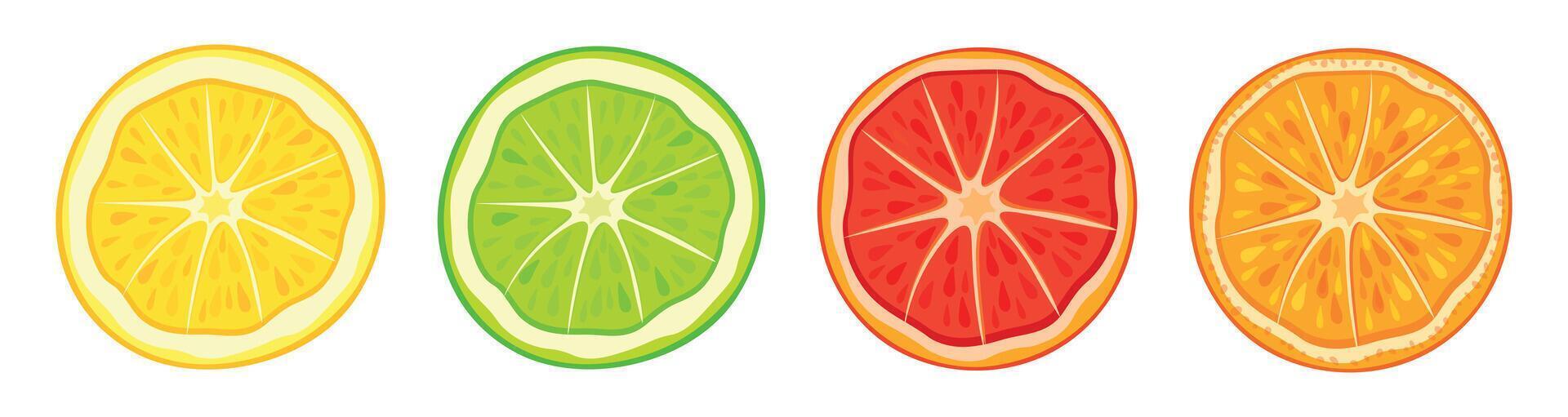 Set of citrus slices top view in cartoon style. Illustration of delicious and fresh assorted citrus circular slices, lemon,lime, grapefruit,orange isolated on white background.Useful fruits. vector