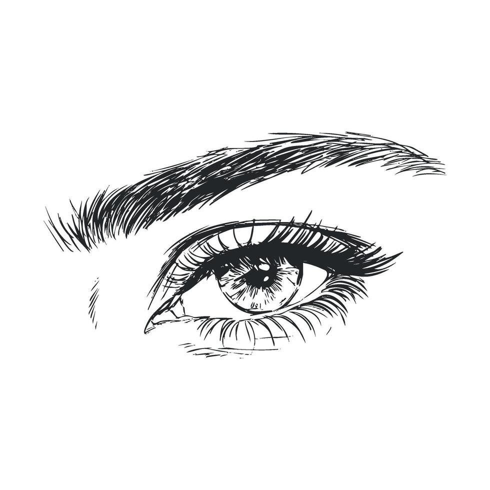 Realistic eye sketch with detailed eyelashes and brow vector