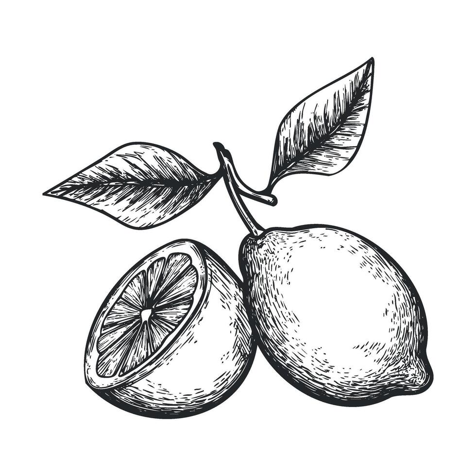 Fresh lemon and lime with leaves for culinary design ideas vector