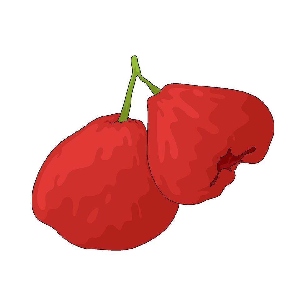 Java Apple Illustration vector