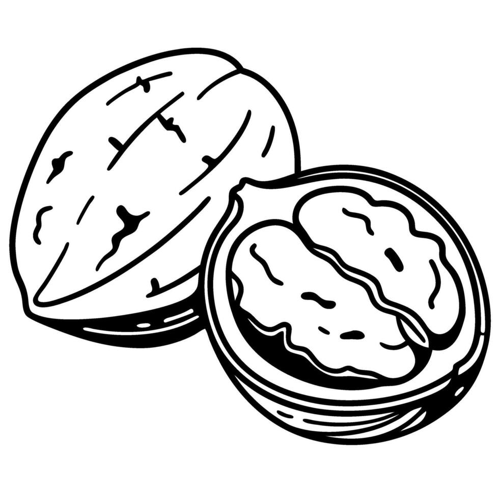 Whole walnut and open walnut shell with kernel nutritious food ingredient, healthy snack, diet, natural source of omega 3 vector