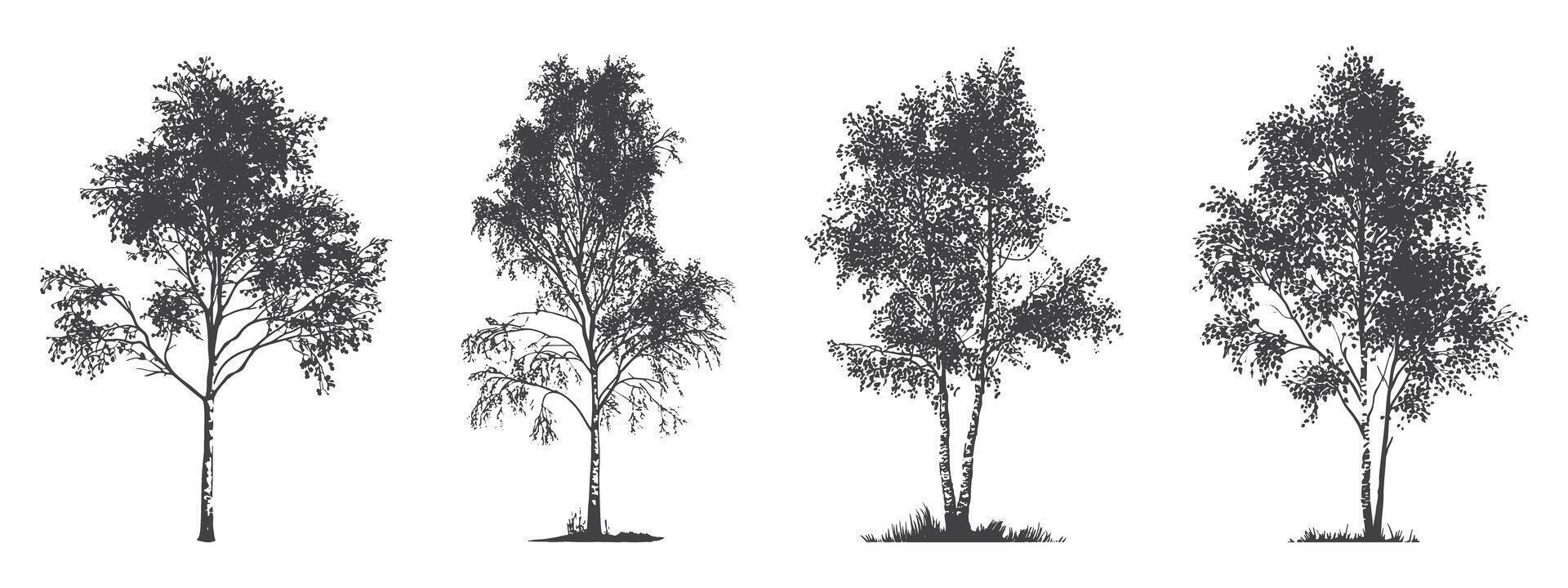 Four Birch Tree Sketches Collection, a set of four different detailed sketches of birch trees, showcasing their distinctive bark and foliage for artistic and nature-themed designs. vector