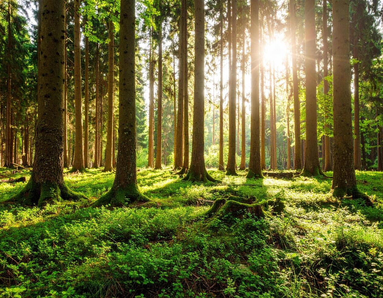 Serene forest scene where sunlight filters through tall trees, creating tranquil atmosphere filled with lush greenery and soft shadows. vibrant foliage enhances peaceful ambiance photo
