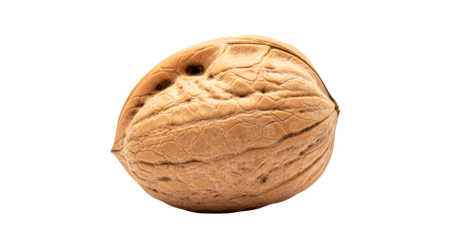 closeup view of a single walnut showcasing its intricate shell texture and natural brown color isolated on a white background png