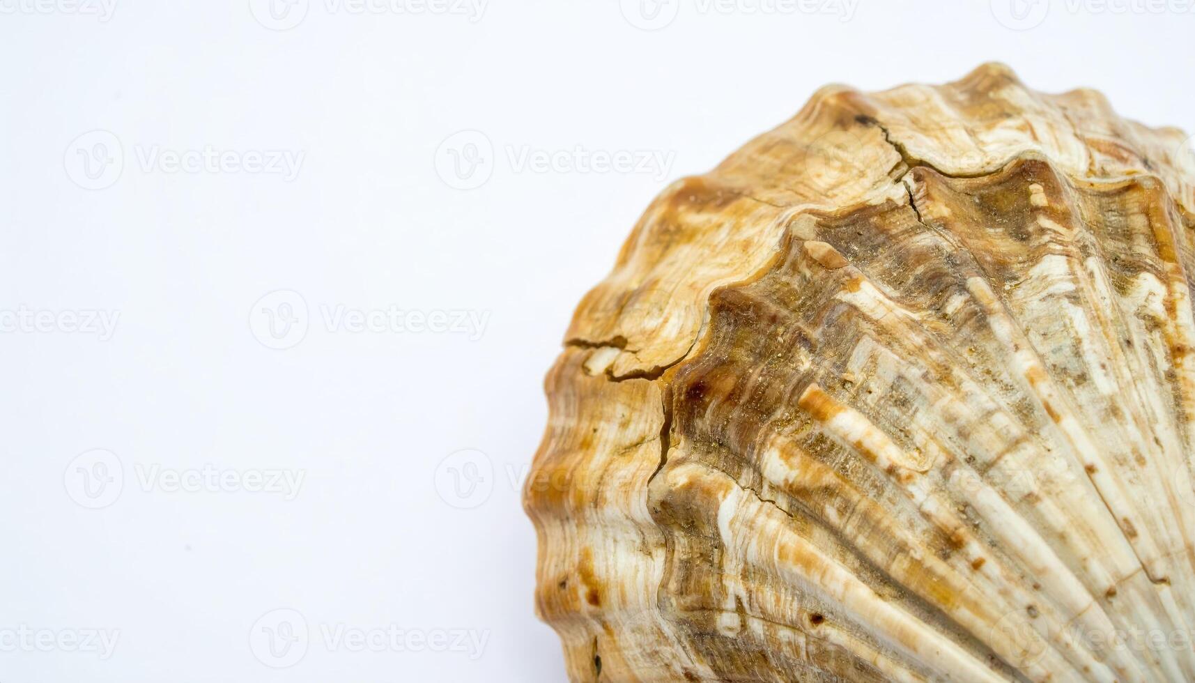Macro close up of shell fragment texture with copy space background, perfect for marine themes, beach detail projects, natural texture visuals, ocean life studies, and coastal design concepts. photo