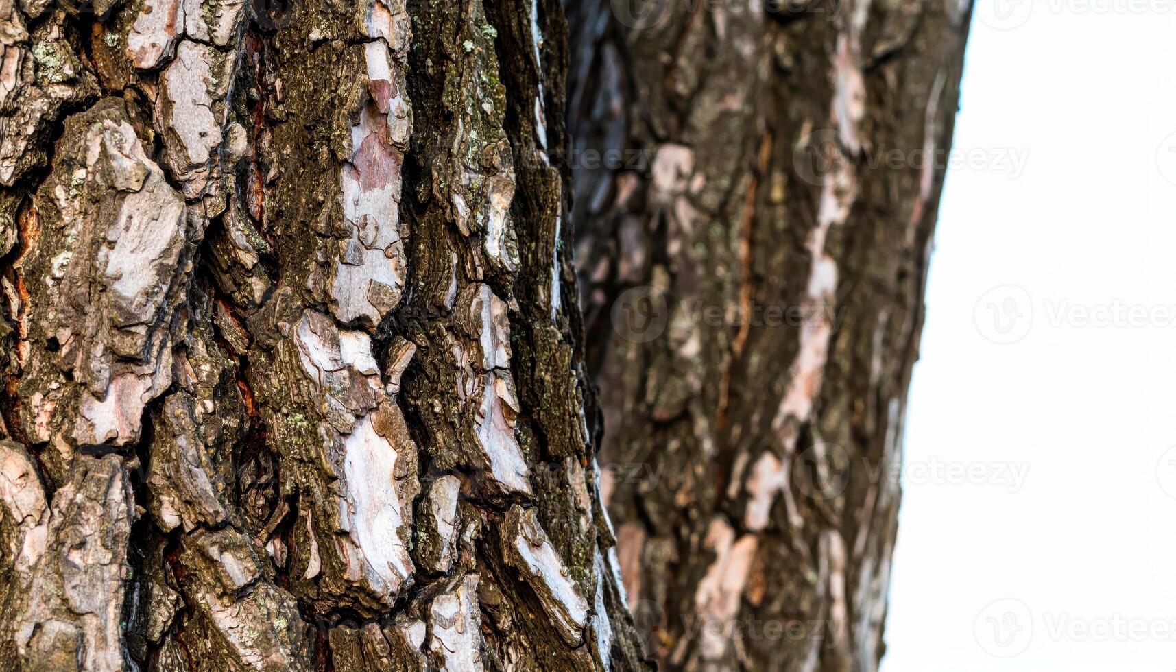 Close up of cracked tree bark texture with copy space background, ideal for natural patterns, rustic design projects, forestry themes, environmental concepts, and organic texture studies. photo