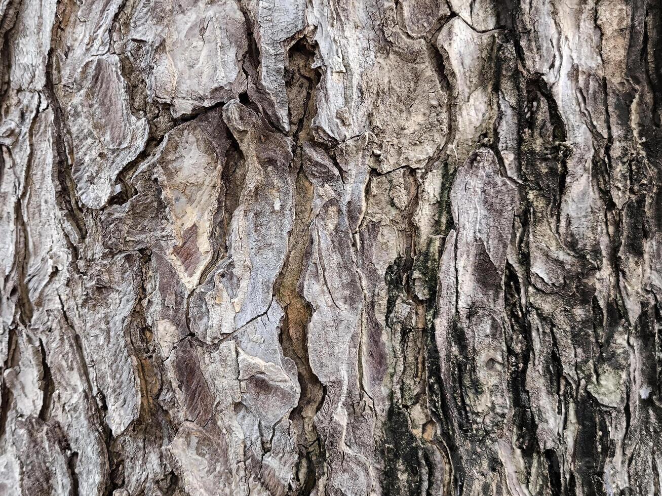 Different textures and shapes of tree bark with a bark background photo