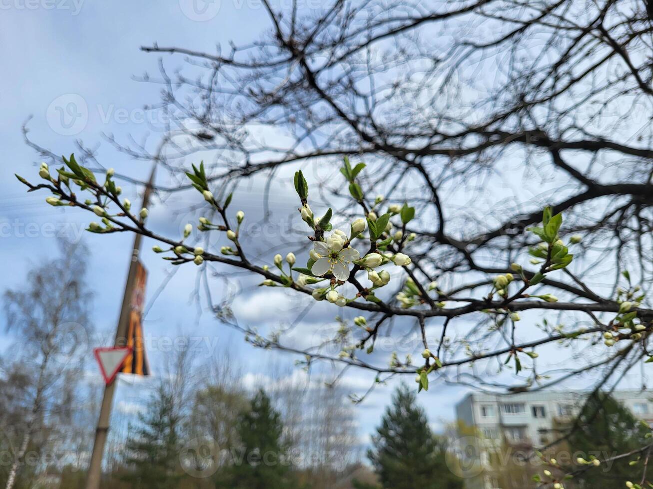 A blooming plum branch in early spring, with a cloudy sky and bare tree branches in the background. photo