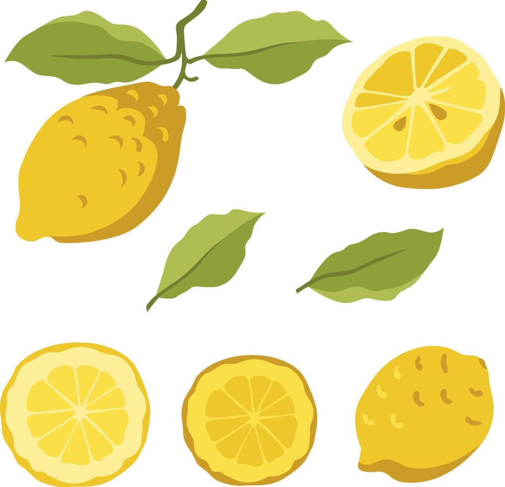 Hand-drawn illustration of lemon fruits, lemon tree leaves and sliced fresh lemon. Isolated on whit e background vector