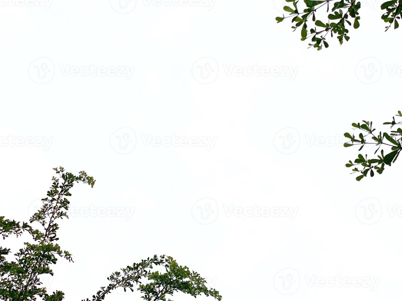 Green leaves frame a clean white backdrop creating a natural organic border design. photo