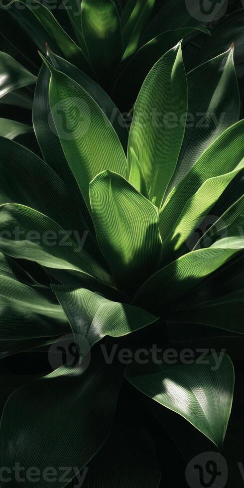 Lush Green Leaves Overlapping in Natural Light Creating a Tranquil and Serene Atmosphere for Garden Lovers photo
