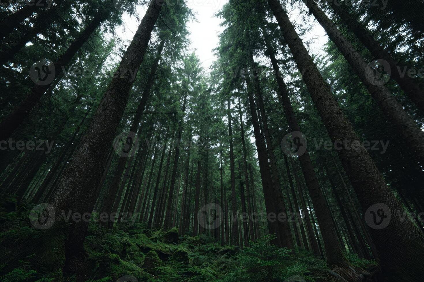 Lush emerald canopy whispers timeless secrets, inviting sylvan daydreams, fern clad paths, and Samhain enchantment in ancient forest lore photo