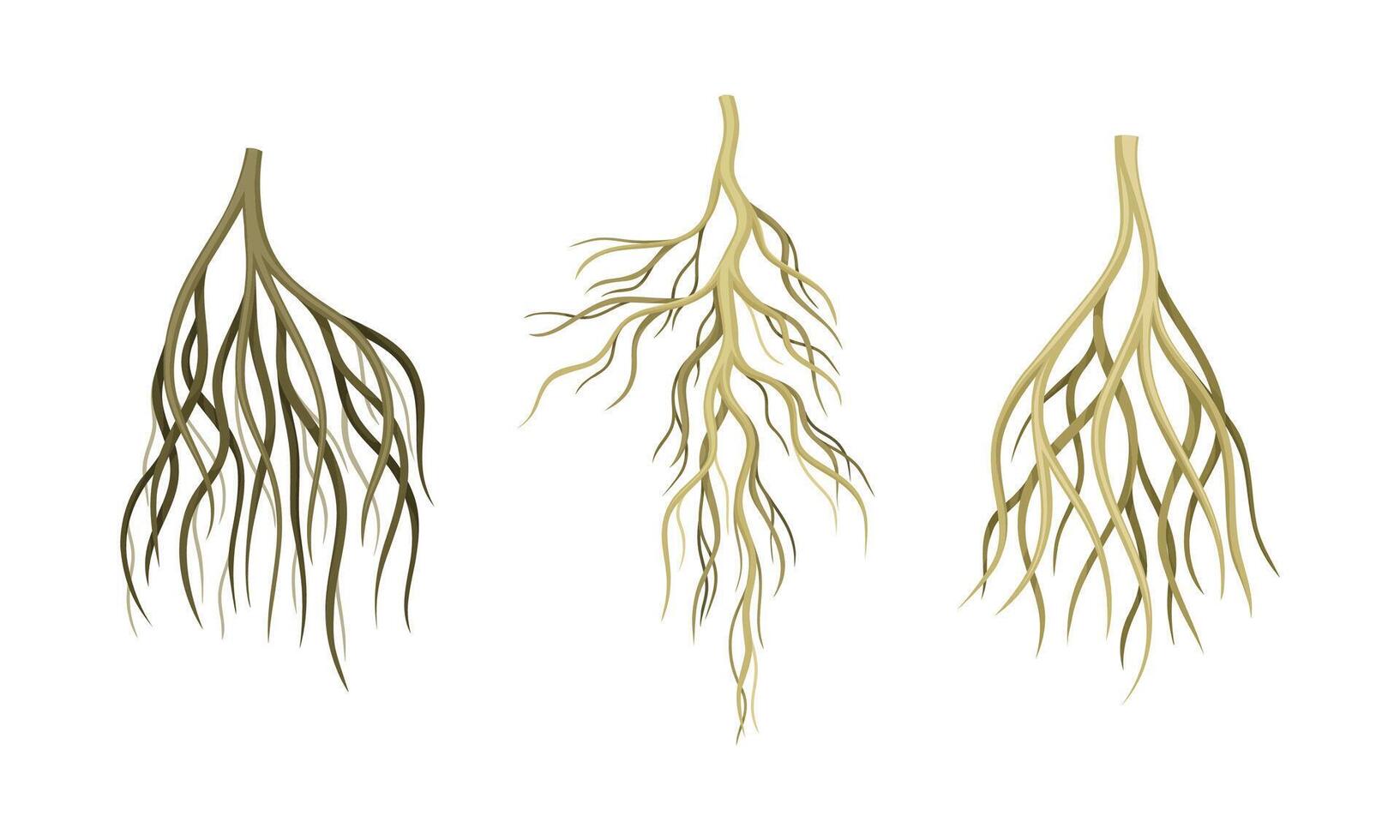Branching Root as Tree Part Below the Surface of Soil Set vector