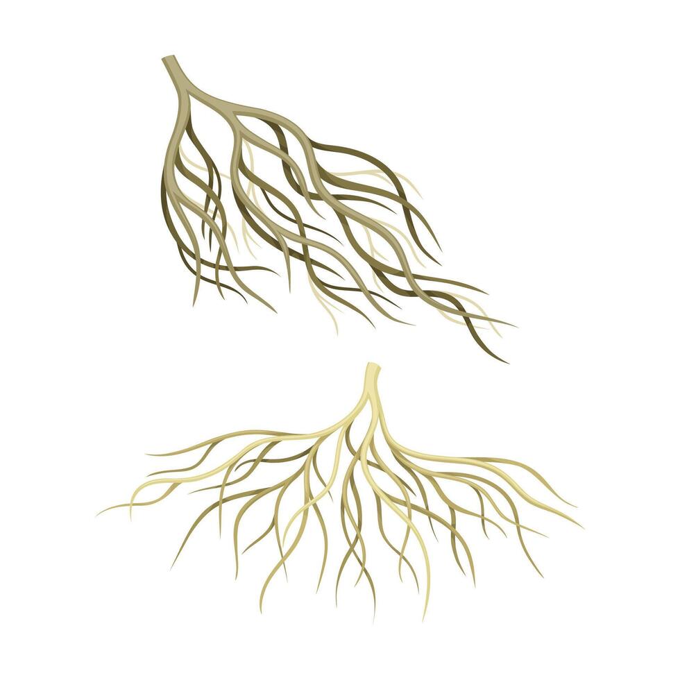 Two roots with leaves and roots on a white background vector