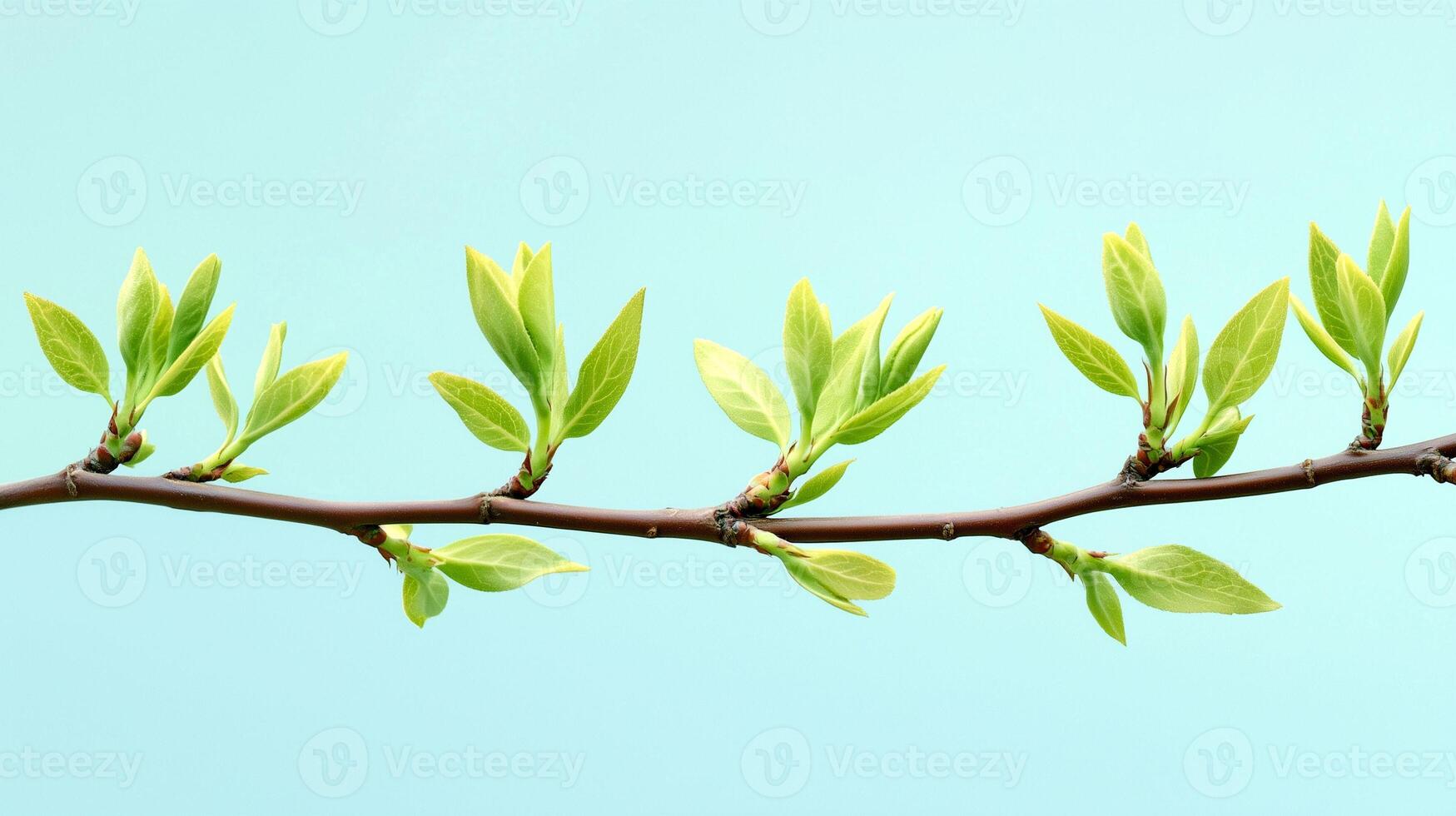 Fresh green leaves sprouting from a slender branch against a serene blue background in spring photo