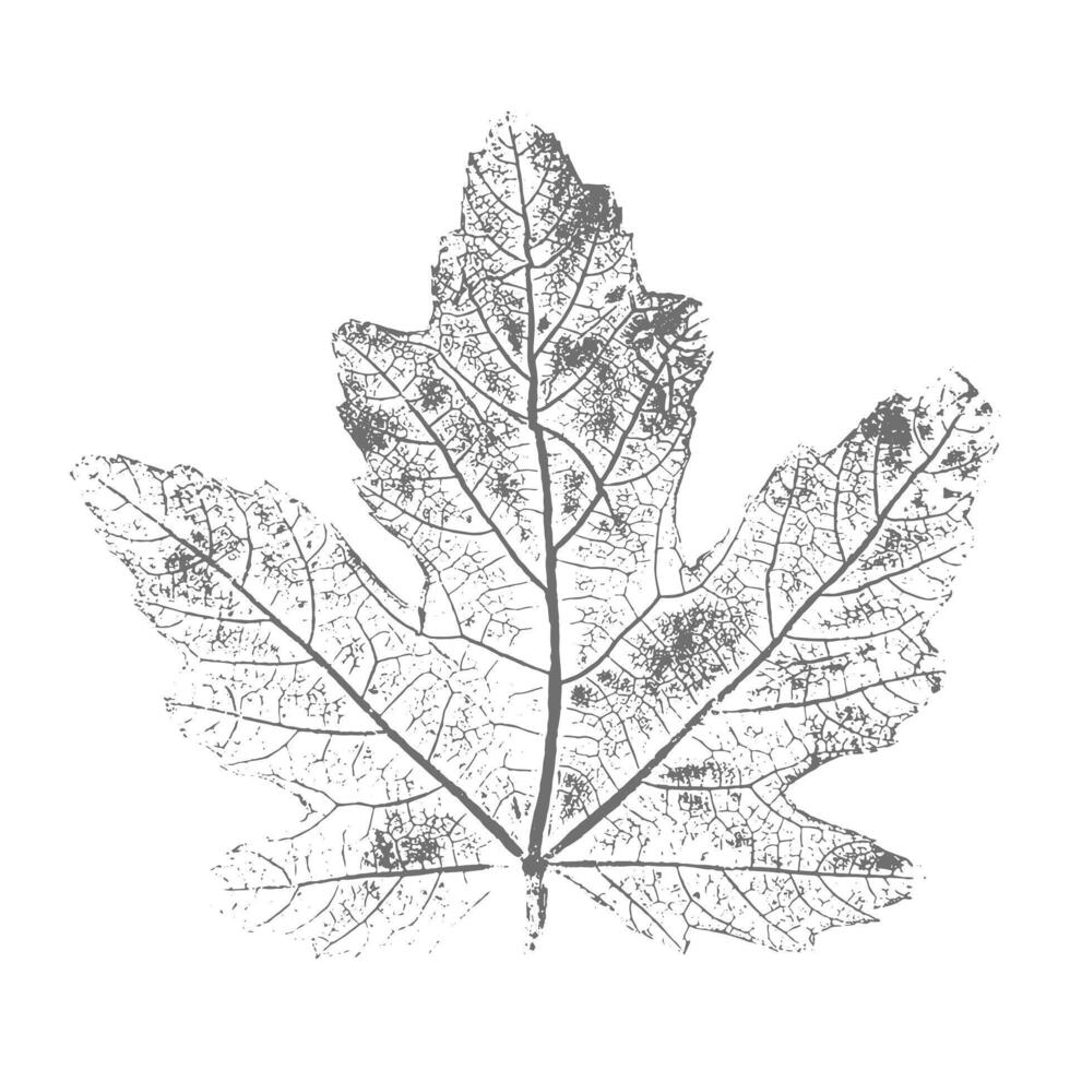 Leaf imprint with veins, botanical skeleton of grape leaf, stamp with image of grape on white background. vector