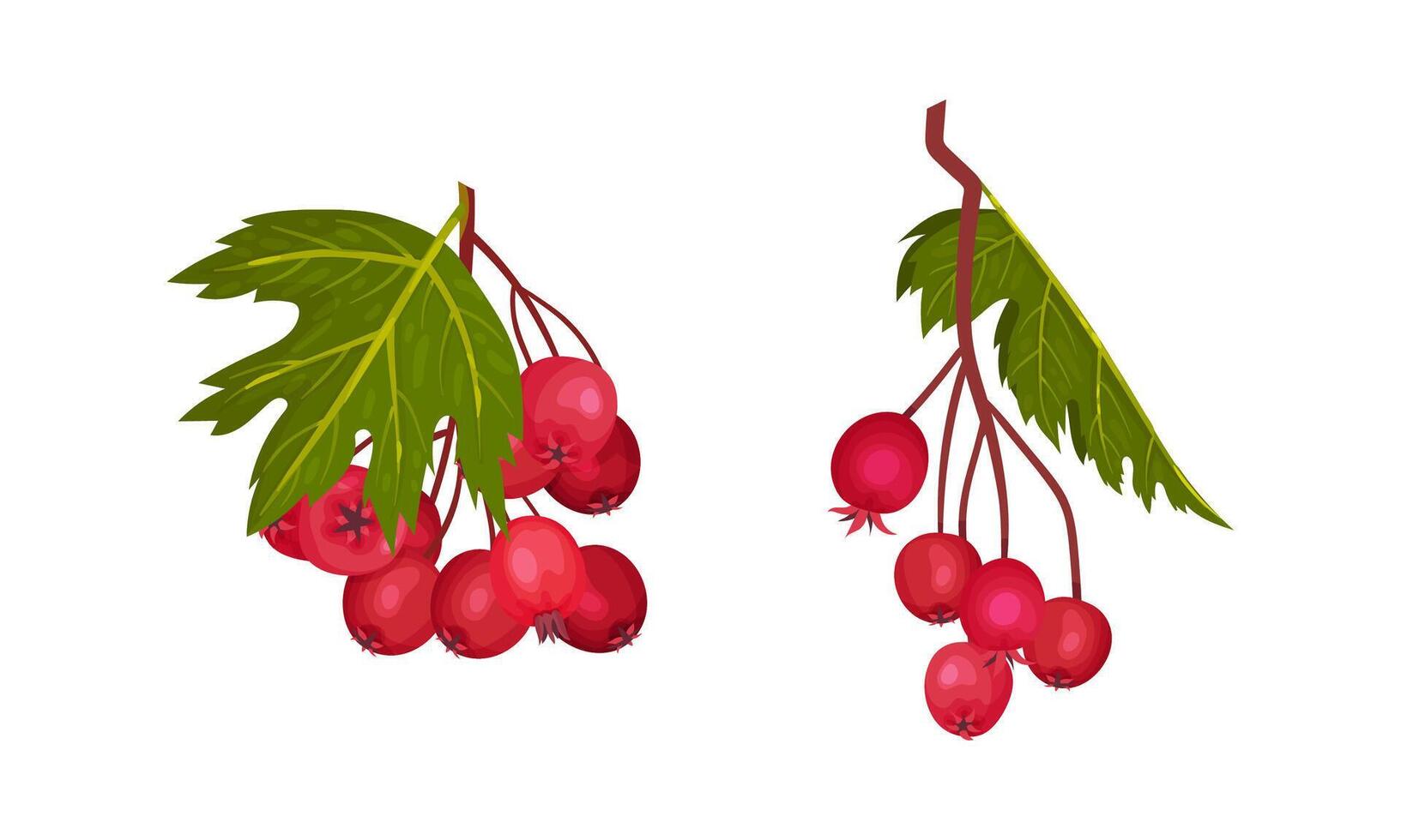 Hawthorn Berry Branch with Cluster of Red Round Small Pome Fruits Set vector