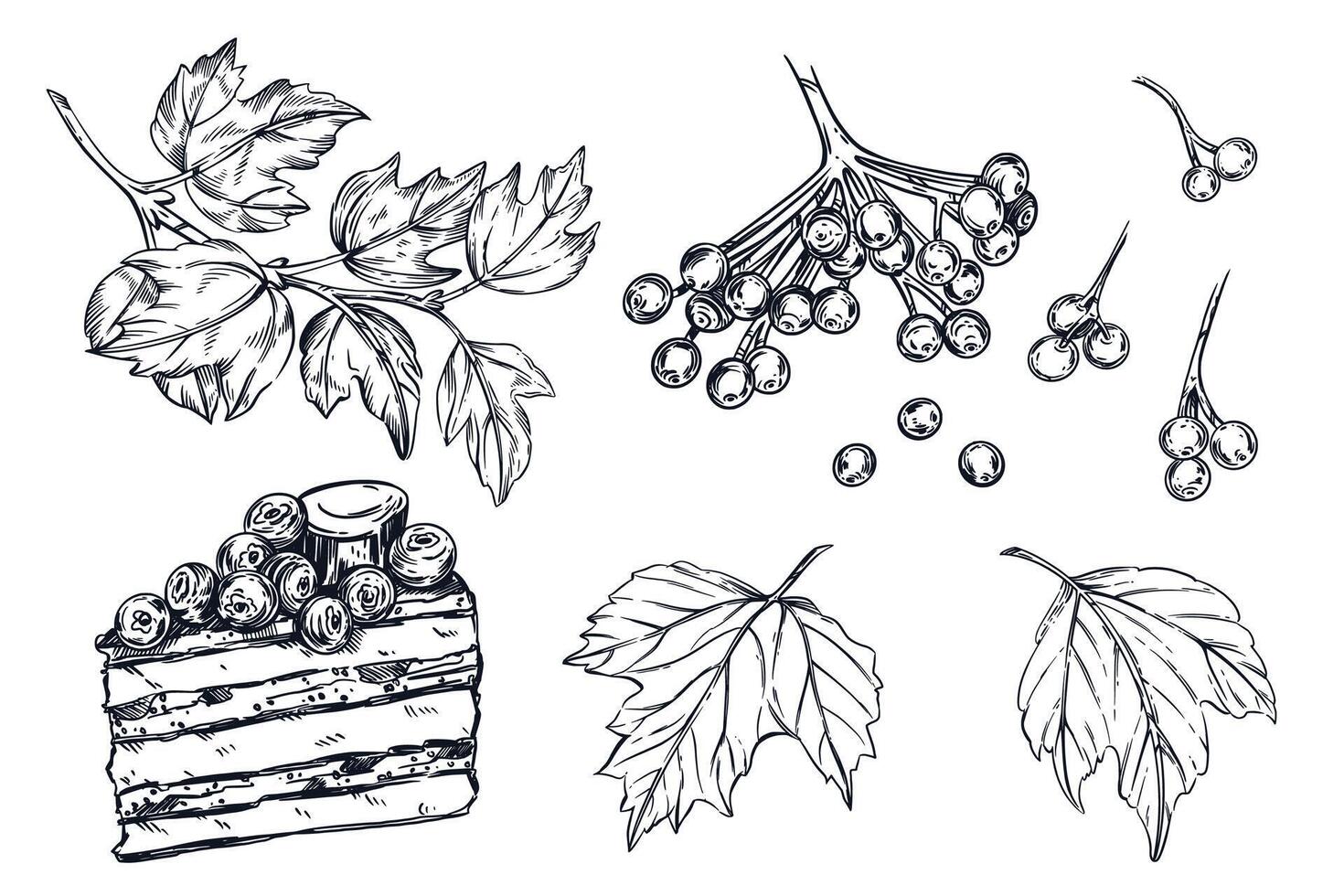 A set of illustrations. Viburnum berries, viburnum leaves, a piece of cake with viburnum. All objects are hand-drawn with ink. For printing on paper, fabric, packaging design vector