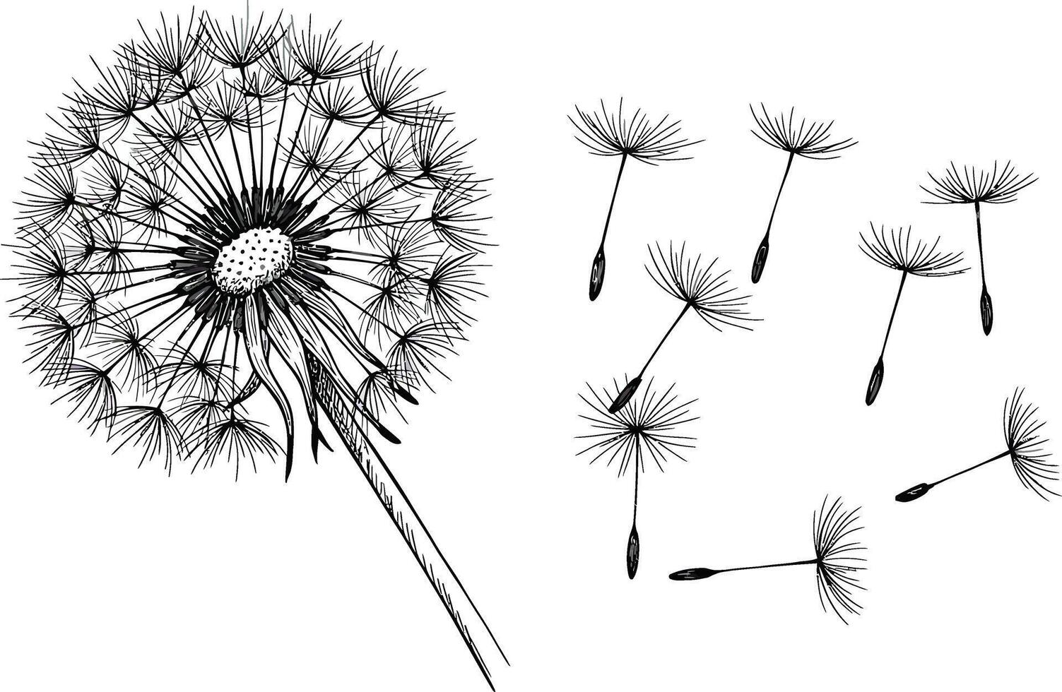 Dandelion with seeds and seeds on a white background vector