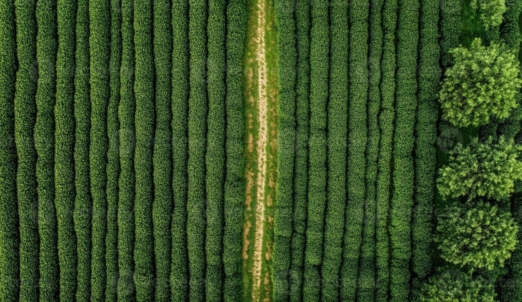 Aerial view of rows of lush green tea plants, a light-colored path running through the center, and trees at the edges photo