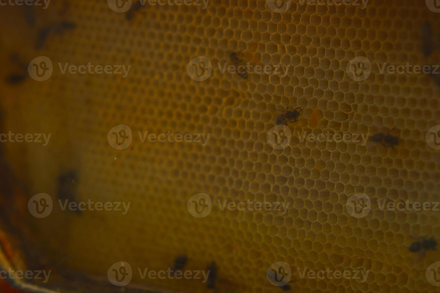 Bees are scattered across a large golden honeycomb, with many hexagonal cells visible in a low lit environment photo