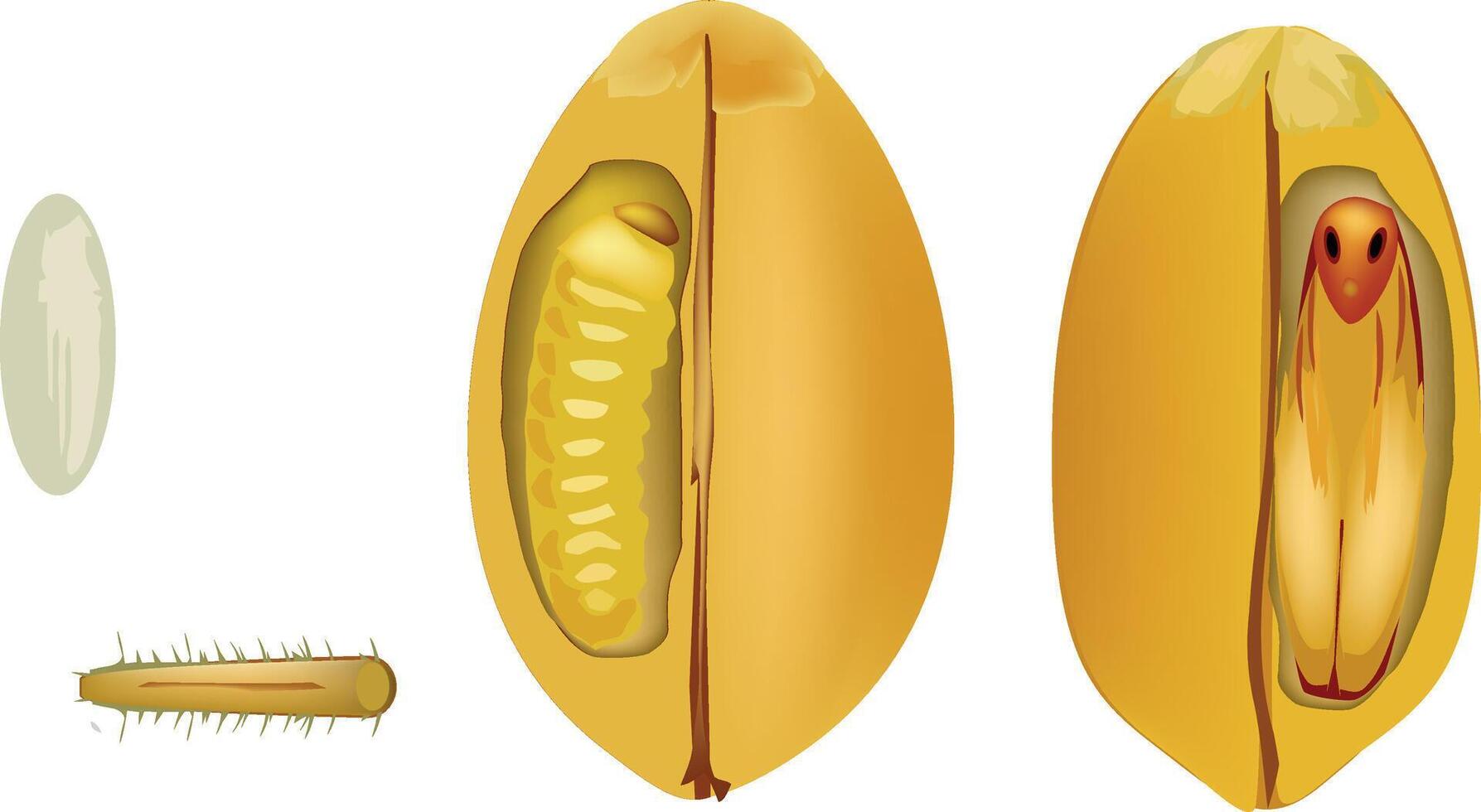 -A diagram of the different stages of a seed vector