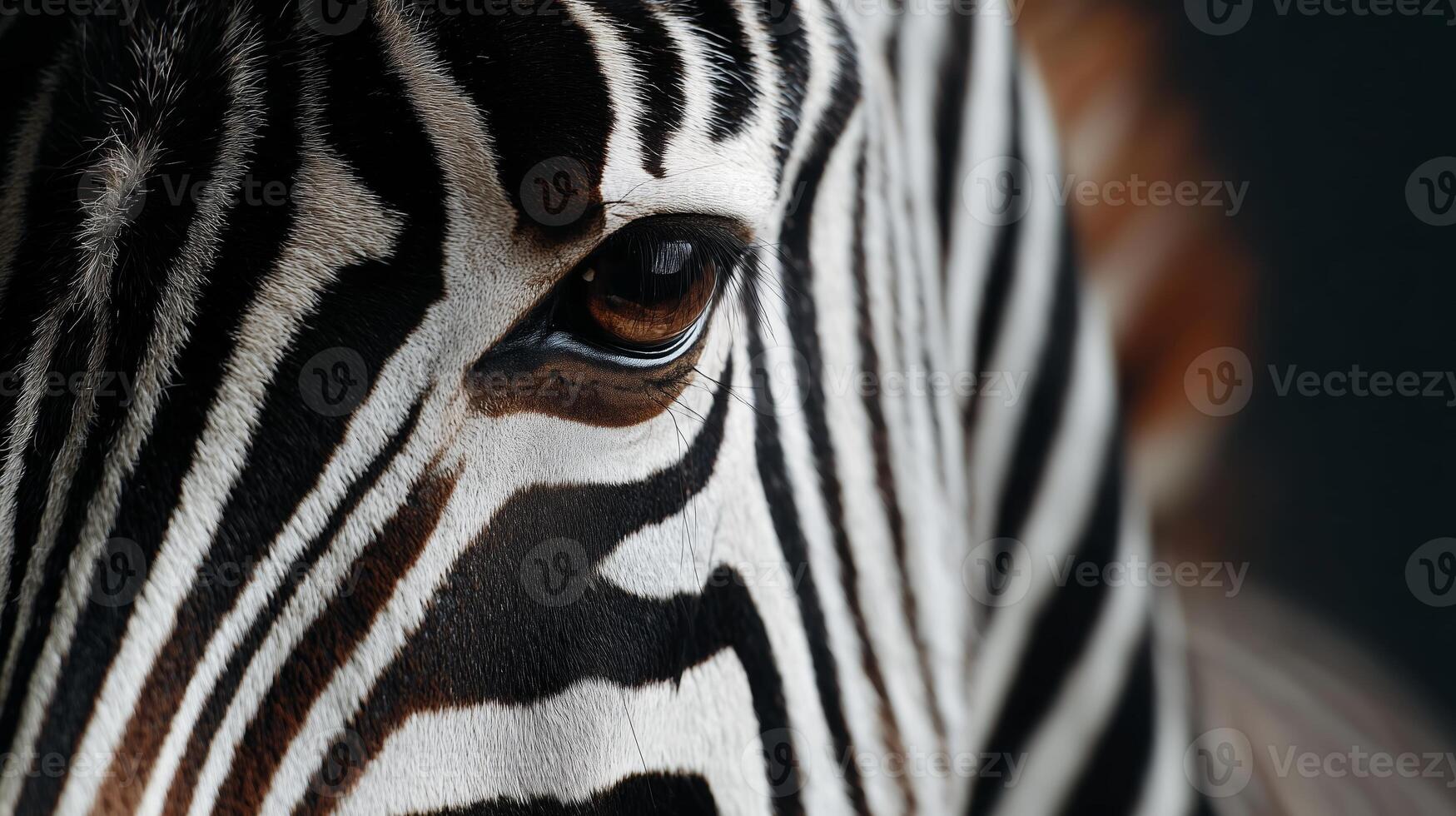 Close-up view of a zebra's eye displaying striking patterns and textures in natural habitat during daylight photo