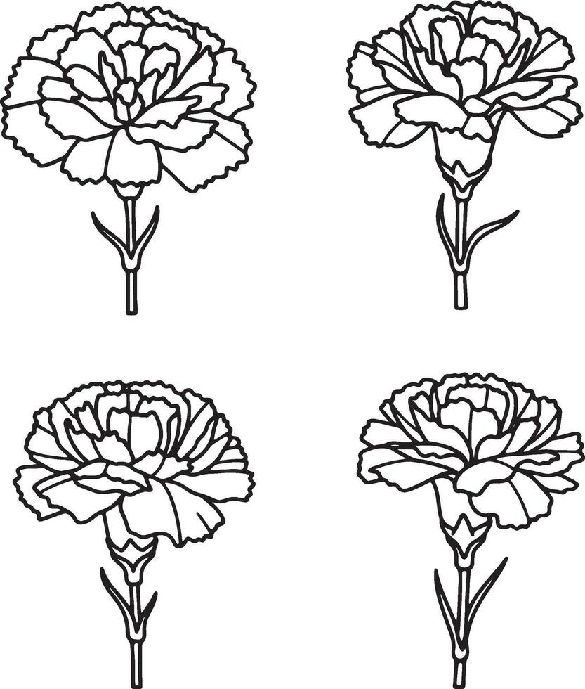 Four carnations with stems are shown in a simple line drawing style that can be used for coloring pages. vector