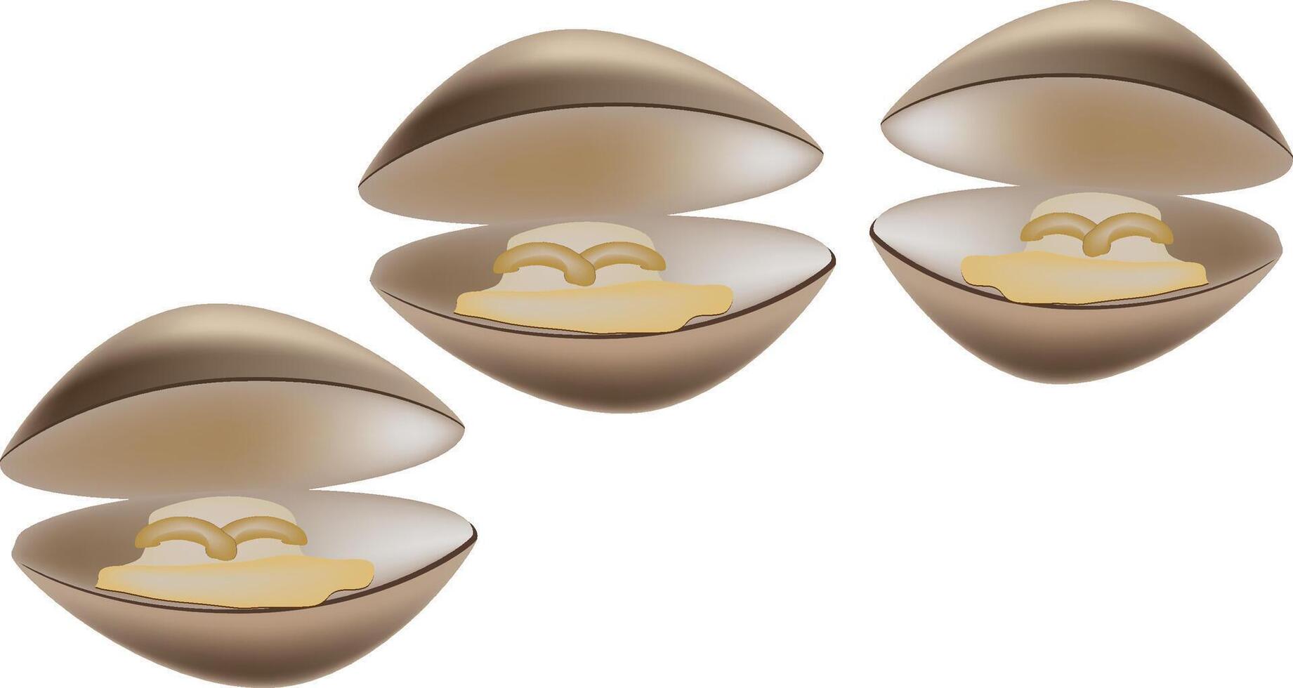 Three open clams showing their inside on white background vector