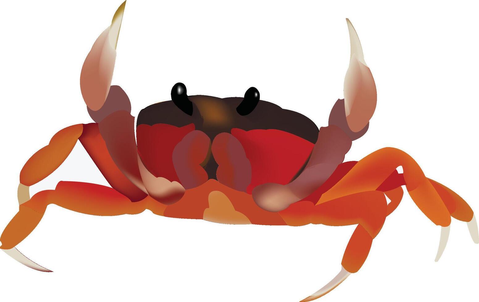 Red crab walking with claws up on white background vector