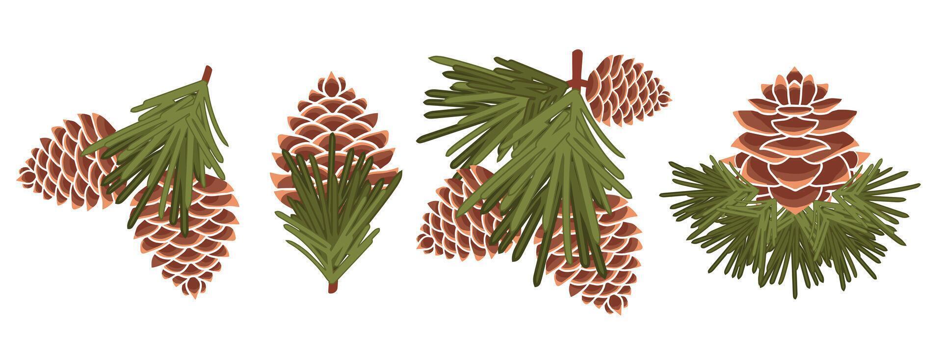 Botanical set. Spruce cones of various sizes with small spiky branches, side view, for nature and plant design elements. vector