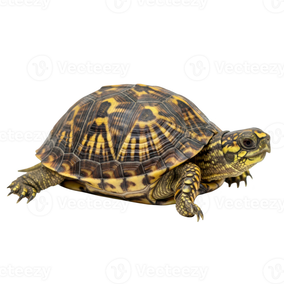 A small Eastern Box Turtle with a colorful yellow and black patterned shell, viewed from the side and isolated on a transparent background png