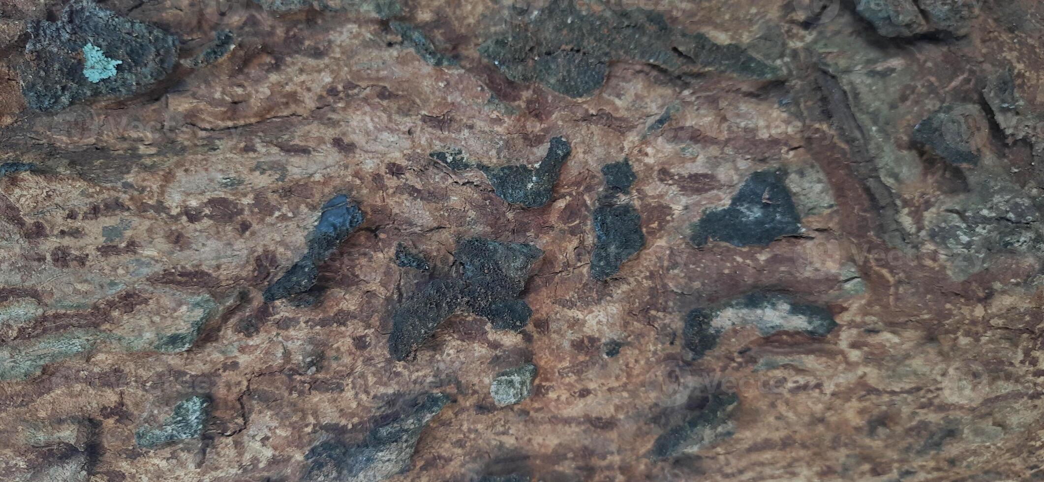 Close up detailed texture of tree bark. Background for banner, backdrop or texture for 3D mapping photo