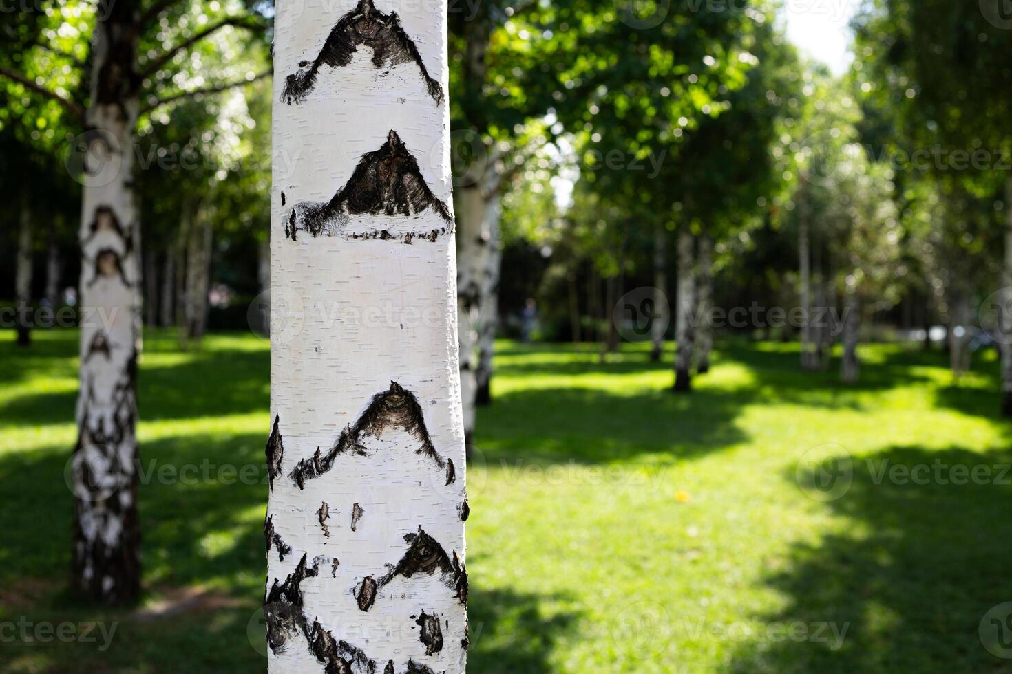 Close up of birch tree trunk with distinctive marks resembling mountain shapes on its white bark. Image highlights natural beauty and patterns found in nature with focus on trees in park photo