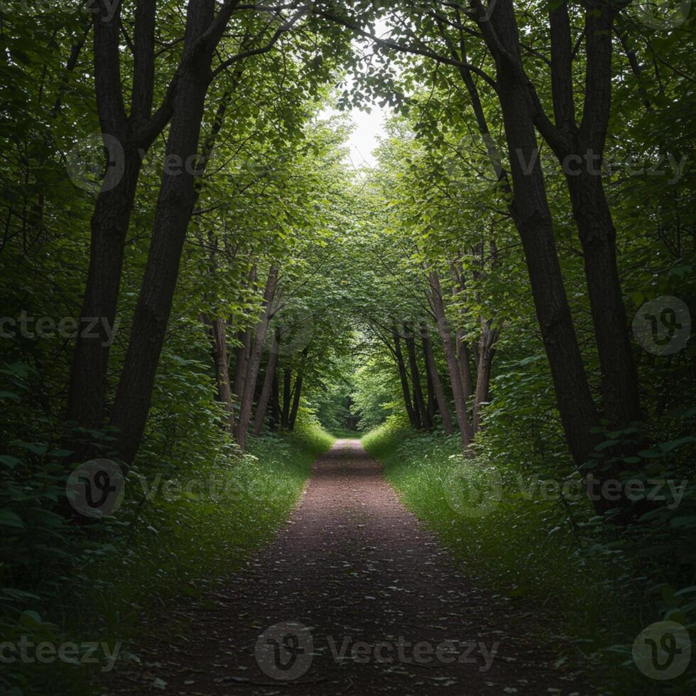 A path through a forest with trees and grass photo