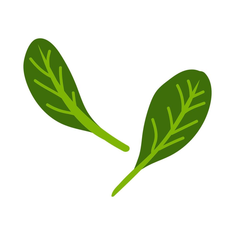 Green spinach leaves illustrated with vibrant color and distinct vein patterns on a white background, suitable for food design or nutrition context vector
