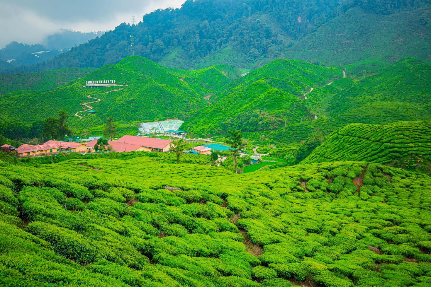 Neatly trimmed rows of tea create a wave-like pattern on the slopes. photo