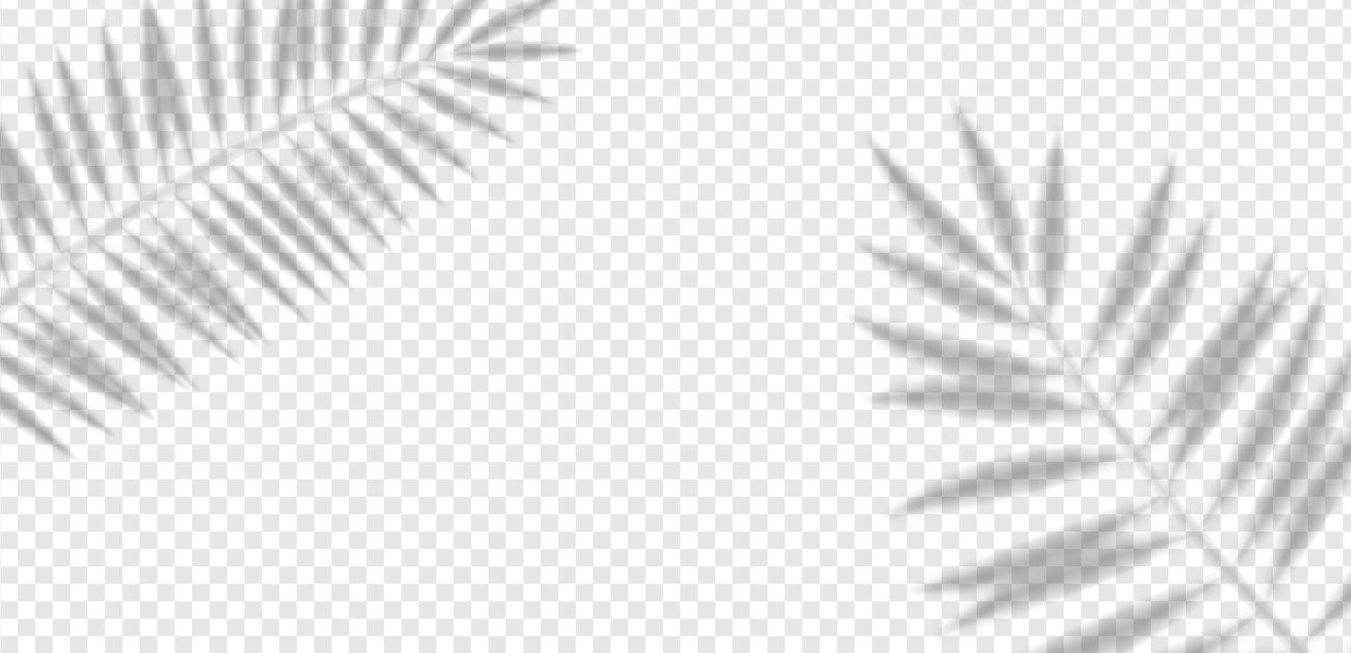 Exotic palm and olive leaf shadow texture on light wall. Soft tropical foliage overlay for abstract decoration, creative design, summer pattern or realistic background. vector