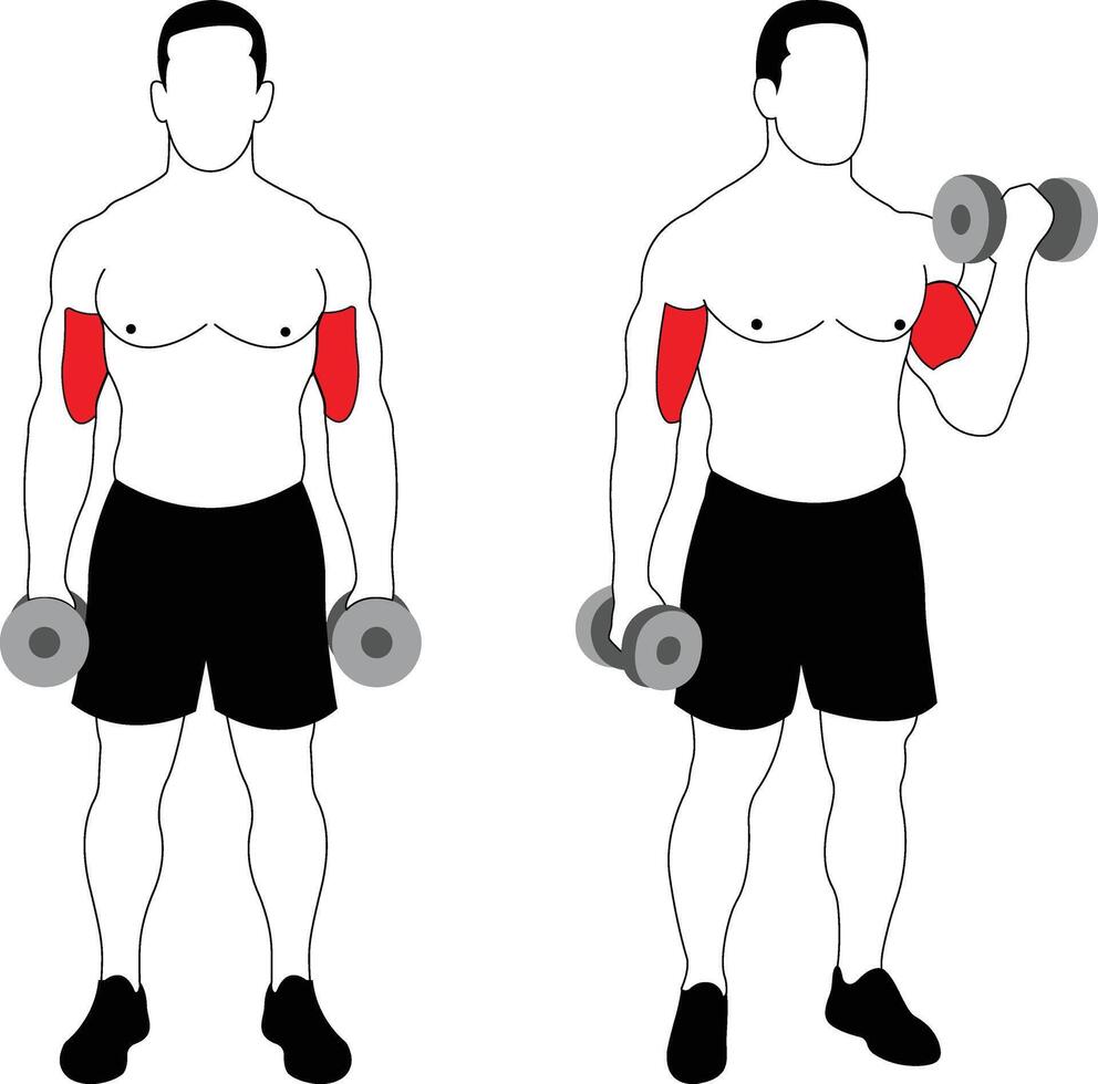Dumbbell Bicep Curl Exercise Step by Step vector