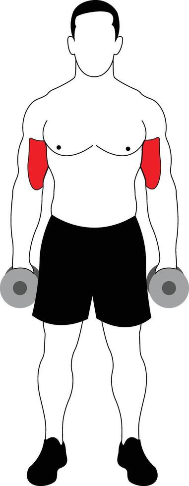 Dumbbell Bicep Curl Exercise Demonstration vector