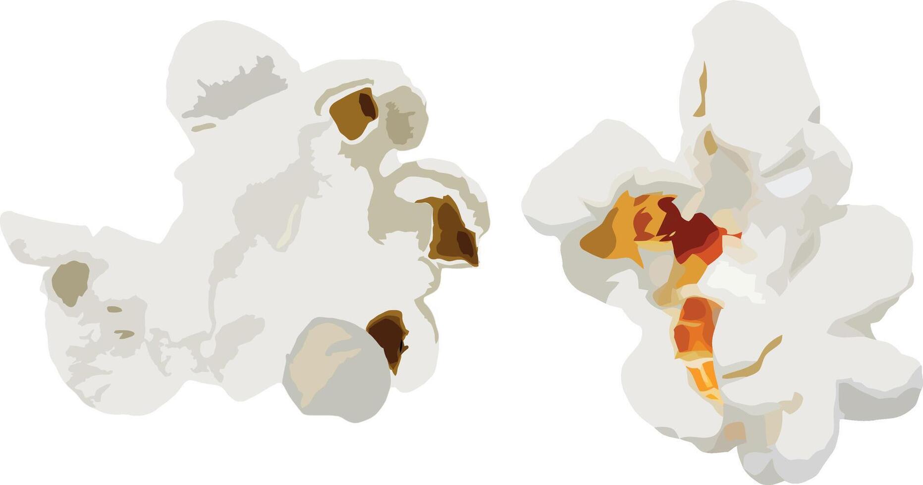 Two fluffy popcorn kernels expanding on white background vector