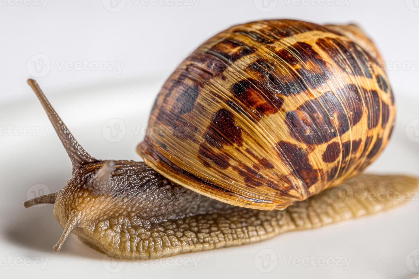 Close-up of a brown garden snail with a detailed patterned shell crawling on a smooth white surface showcasing texture and natural slow movement in macro photography photo